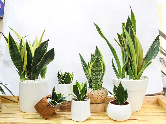 Cây lưỡi hổ giúp trang trí văn phòng Cây lưỡi hổ giúp trang trí văn phòng